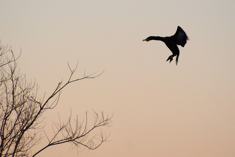 Cormorant Landing