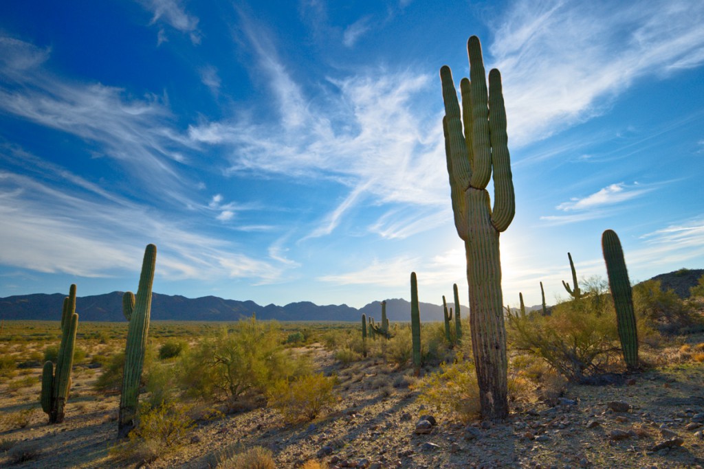 Cacti in Saguaro Forest in Sonoran Desert National Monument, Arizona, 2011