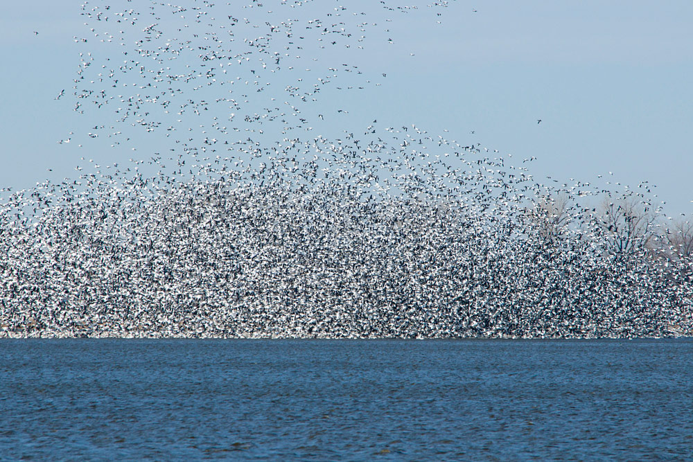 Snow Geese at Squaw Creek National Wildlife Refuge