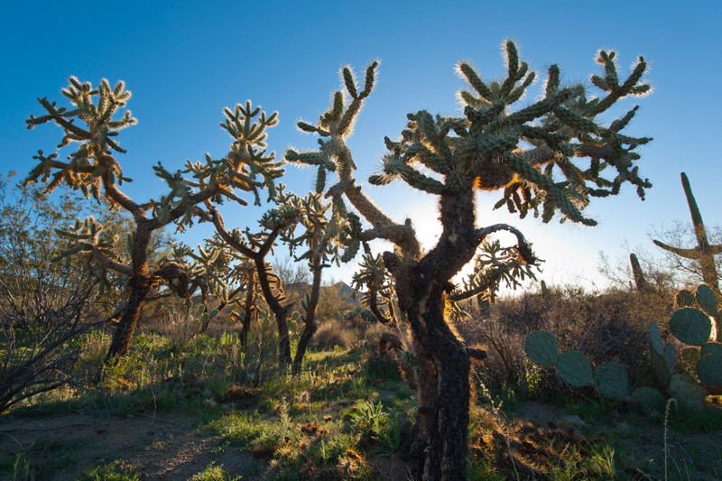 Backlit Cacti in Saguaro National Park