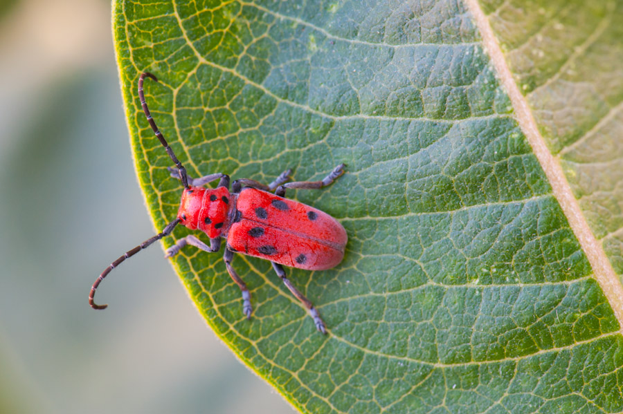 Beetle on Leaf, Bismarck, North Dakota