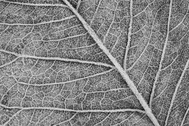 Frost on Leaf, Missouri