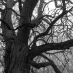 Hedge Apple Tree in Fog | Apple iPhone 4S @ 1/120 sec., ISO 64