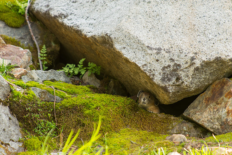 An American Pika peeks out from under a rock, Pinnacle Peak Trail, Mount Rainier National Park