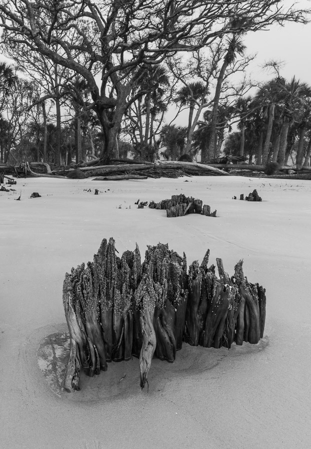 Tree Stumps in Sand
