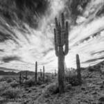 Backlit Saguaro, Sonoran Desert National Monument, Feb 2016