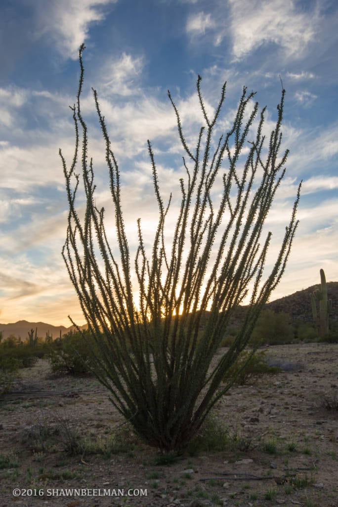 Ocotillo at Sunset, Sonoran Desert National Monument, Feb 2016
