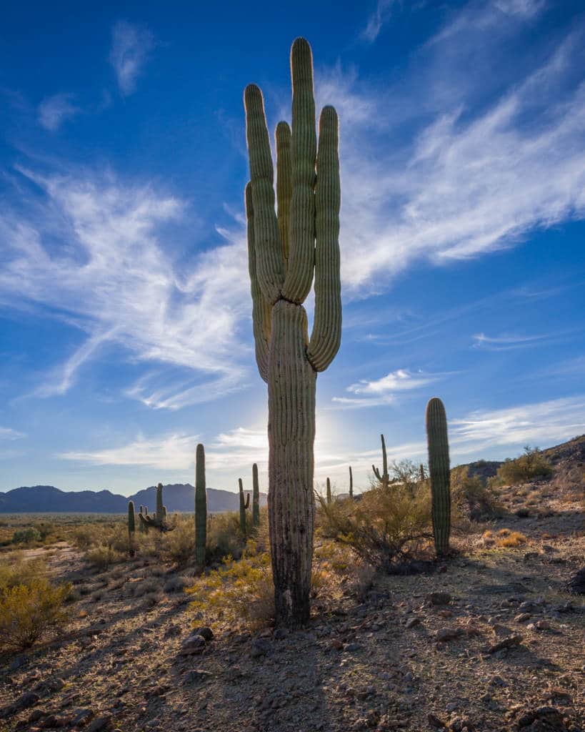 Backlit Saguaro Cacti in the Sonoroan Desert National Monument