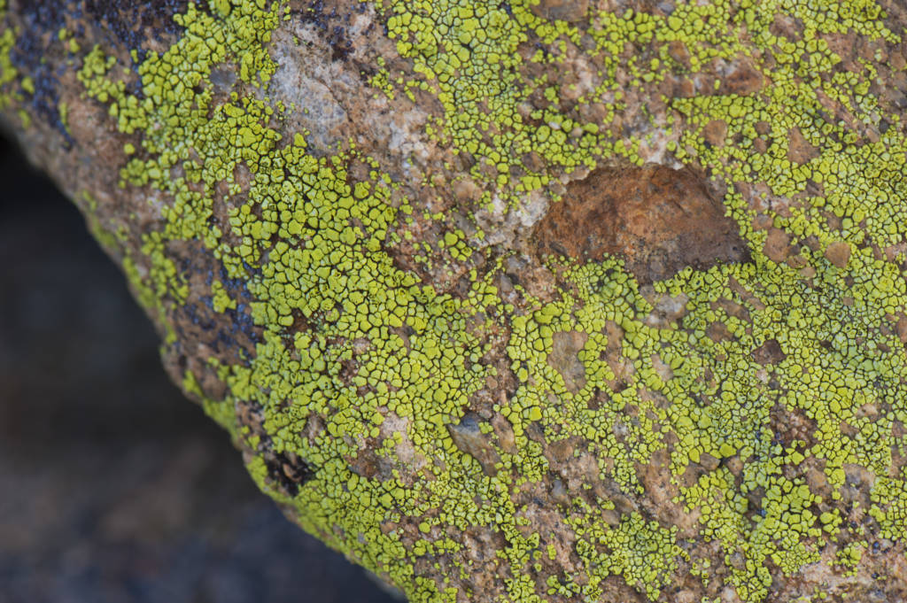Close-up picture of green lichen on rock, Sonoran Desert National Monument in Arizona