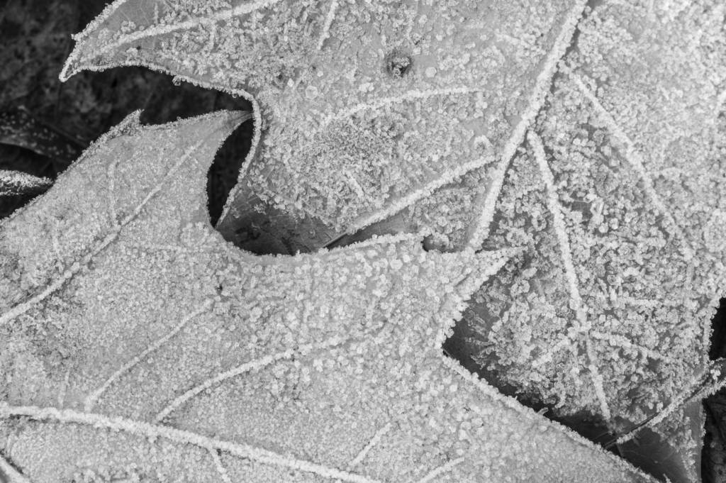 Black and white close-up picture of frost on fallen leaves