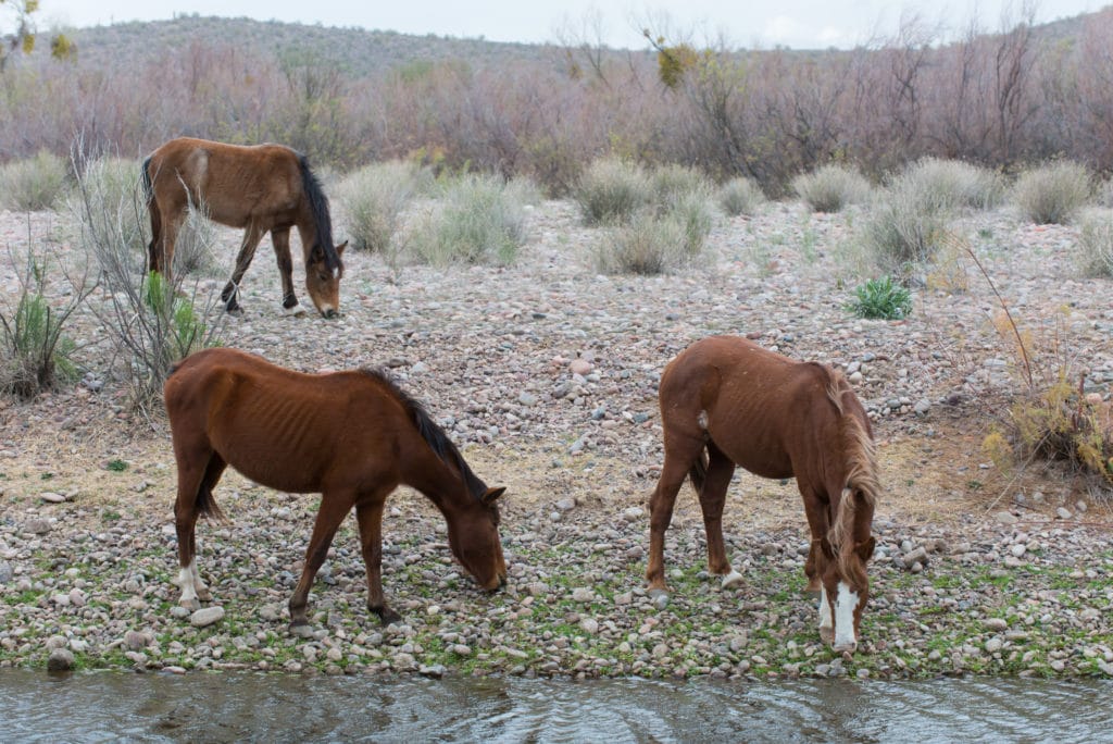 Three horses drink and forage for food along the Salt River in Arizona.